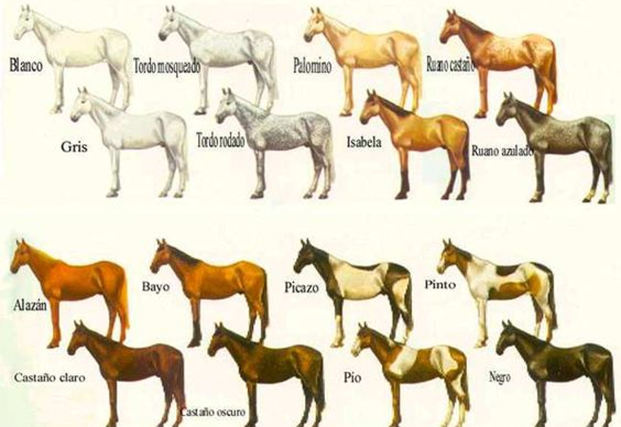 pelaje caballos criollos