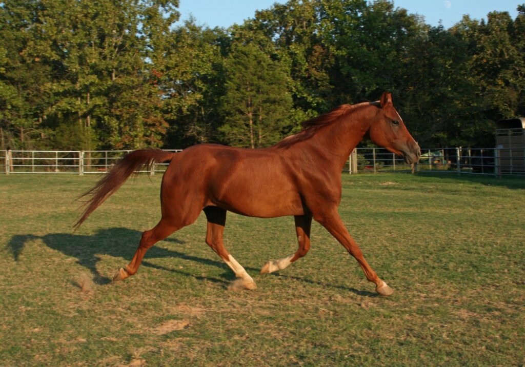 caballo azteca color castaño