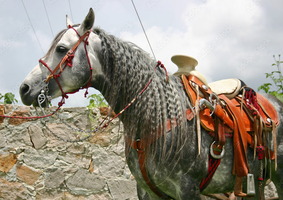 caballo azteca color manchado