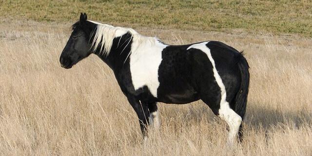caballo azteca color pinto