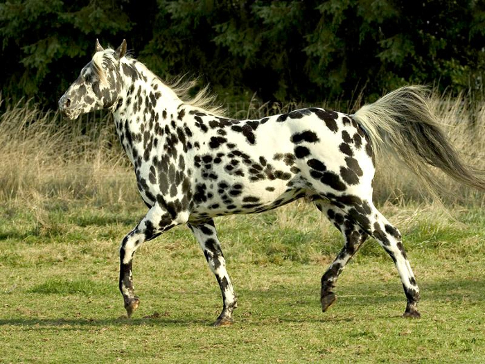 caballo barato