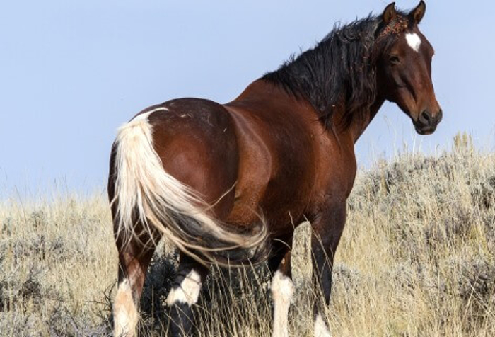 caballo mas barato del mundo