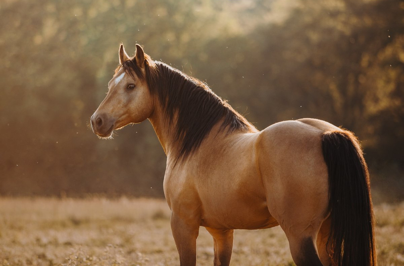 caballo mustang tipo kiger