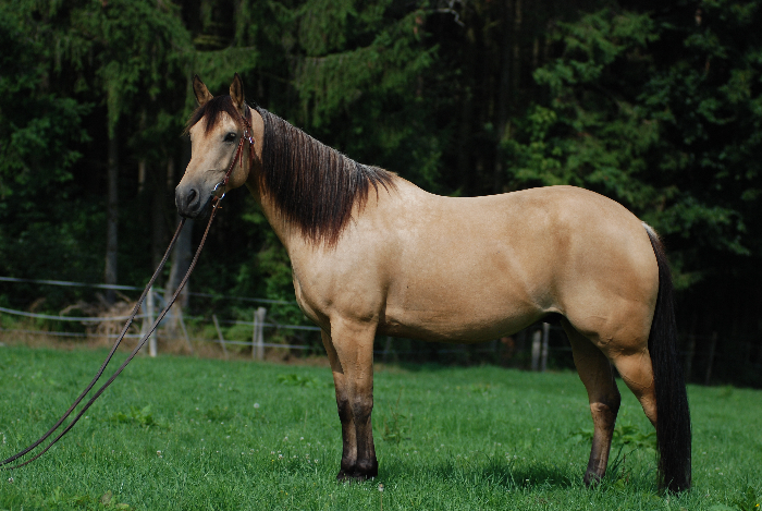 mejor caballo para principiantes