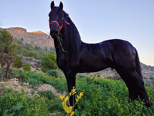 caballo cemental