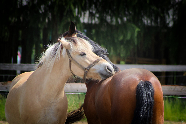 caballo semental mini