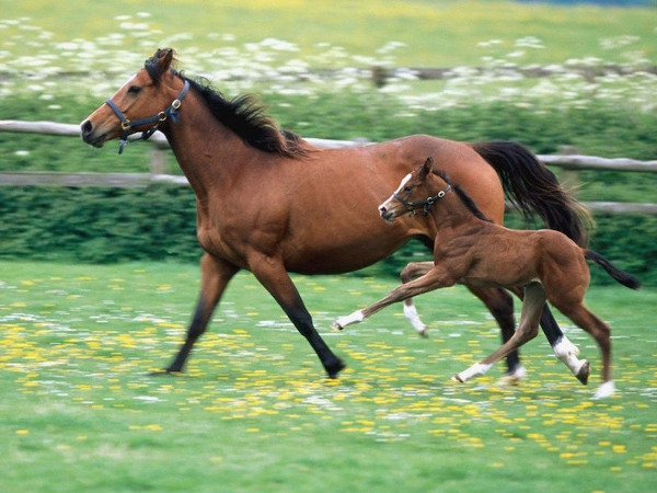 caballo semental