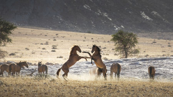 caballos libres