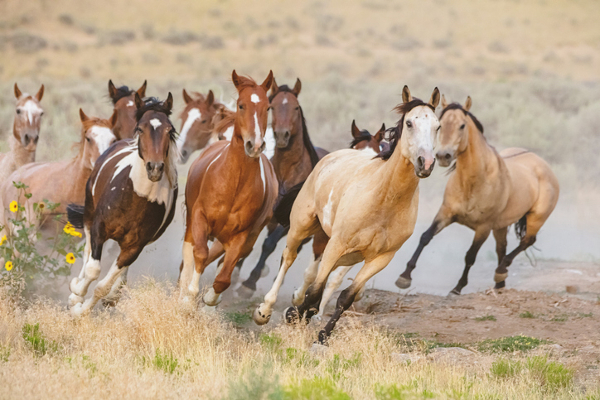 caballos silvestres