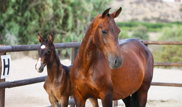 caballos sementales cubriendo yeguas