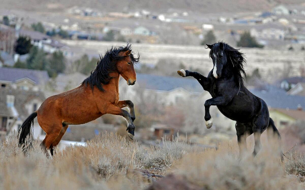los caballos salvajes