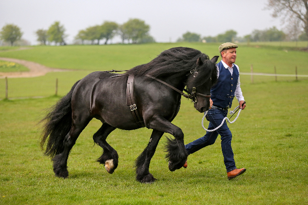 dales ponys