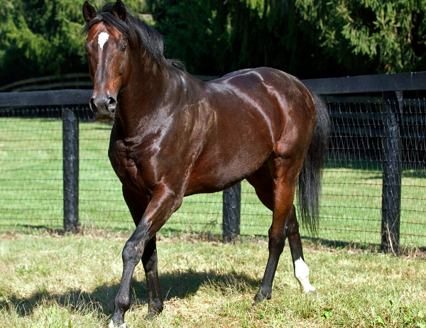 Fusaichi Pegasus