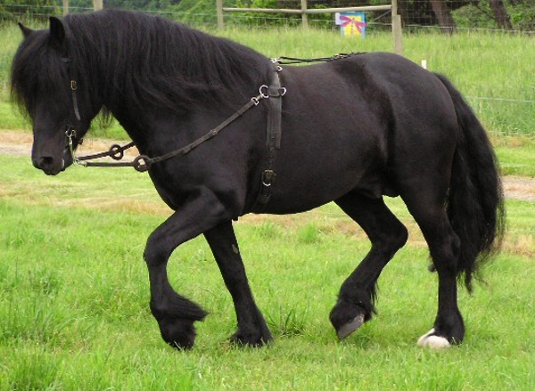 poni grande