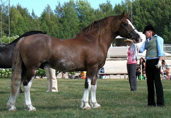 ponys grandes