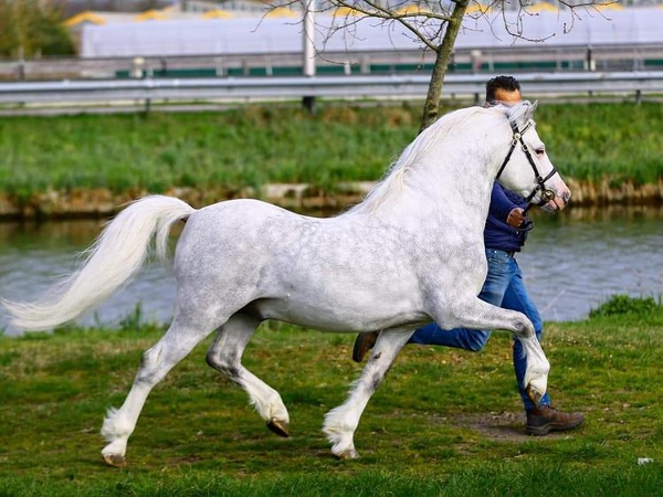 welsh cob