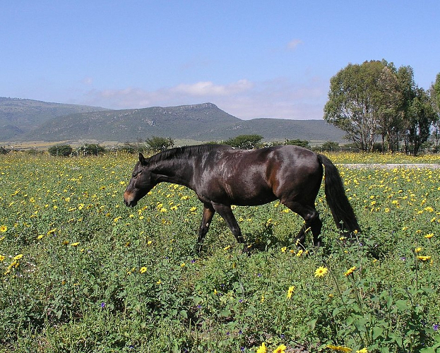caballo americano azteca