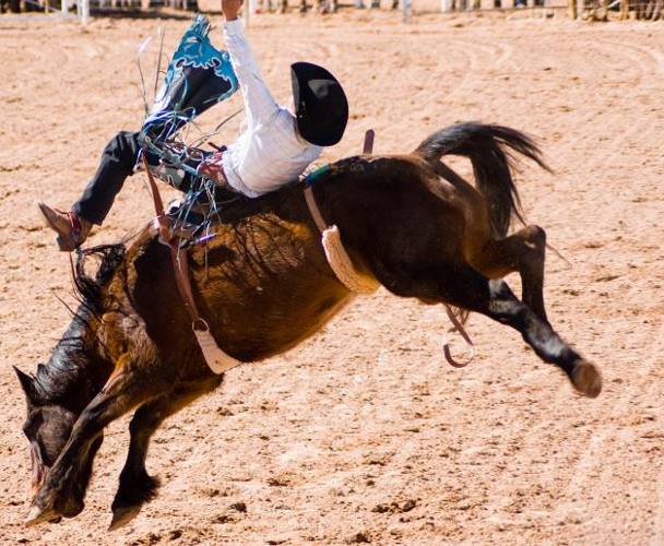 caballo americano bronco