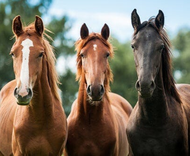 caballo americano criollo
