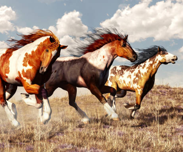 caballo americano