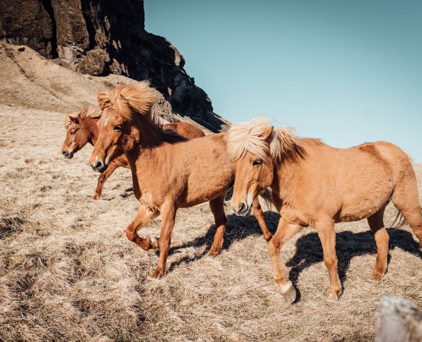 caballos americanos mustang