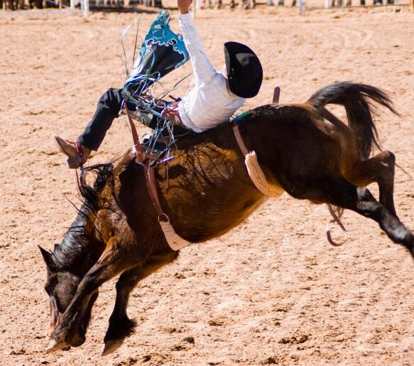 caballo bronco caballo bronco