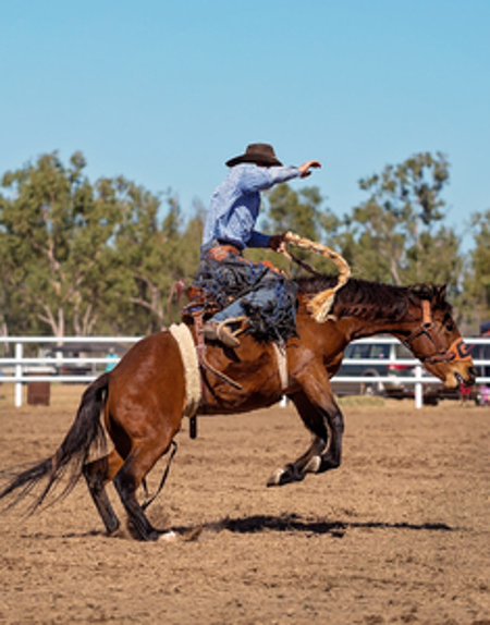 caballos broncos caballos broncos