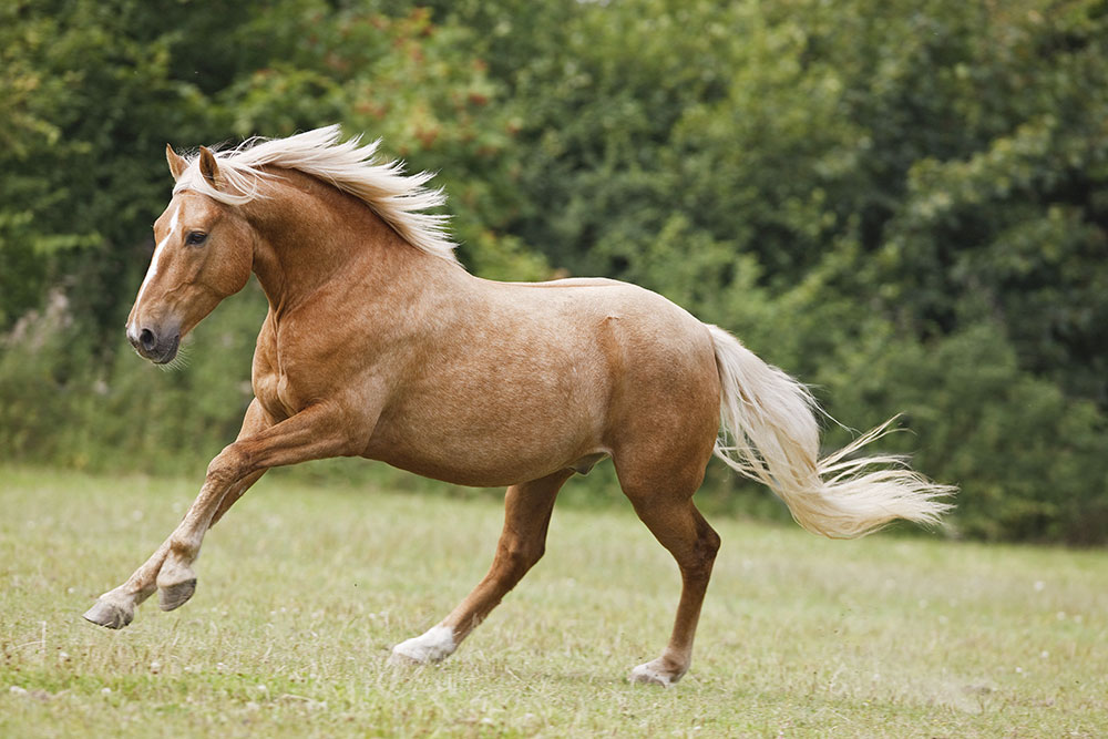 caballo azteca colores