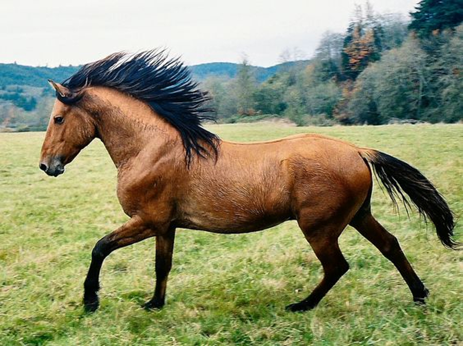 caballo mustang kiger