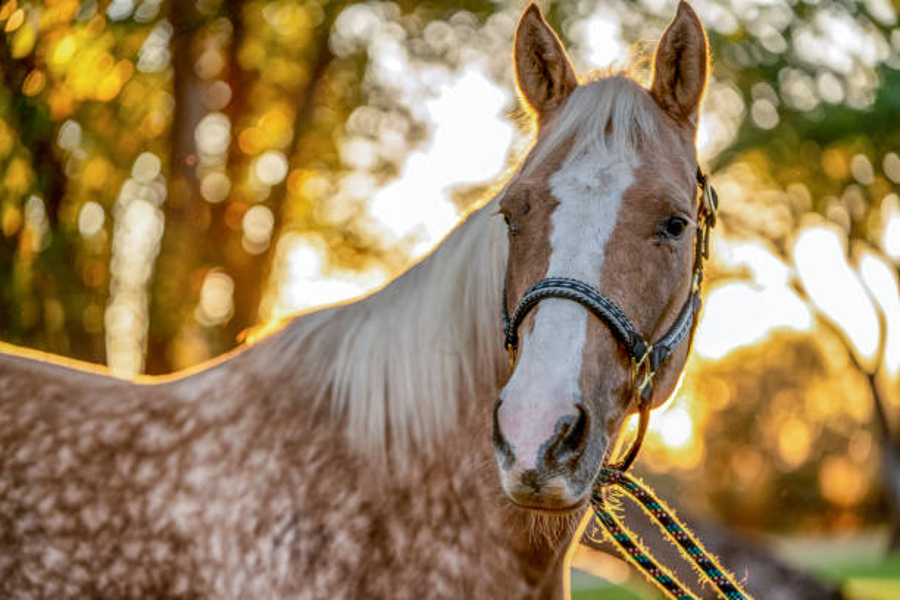 caballos mas baratos