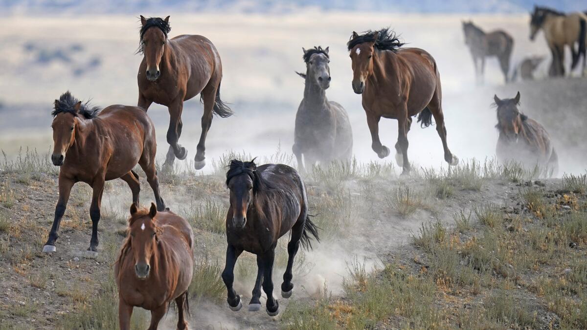 caballos salvajes