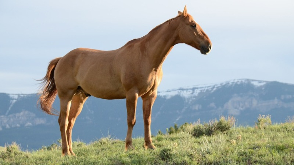 caballos sementales