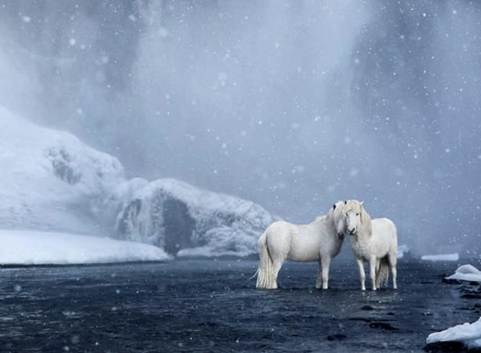caballo de islandia