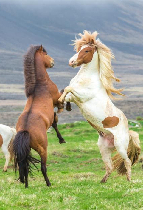 caballos islandeses